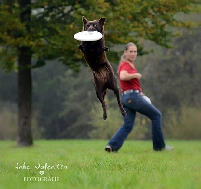 hundeschule-rundelwelt