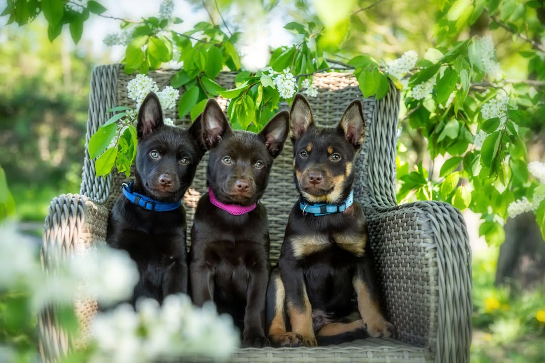 Hundeschule Rudelwelt