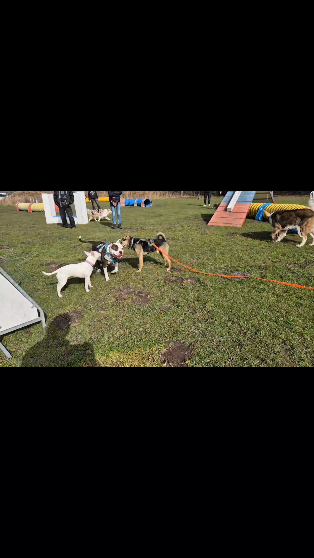Hundeschule Rudelwelt