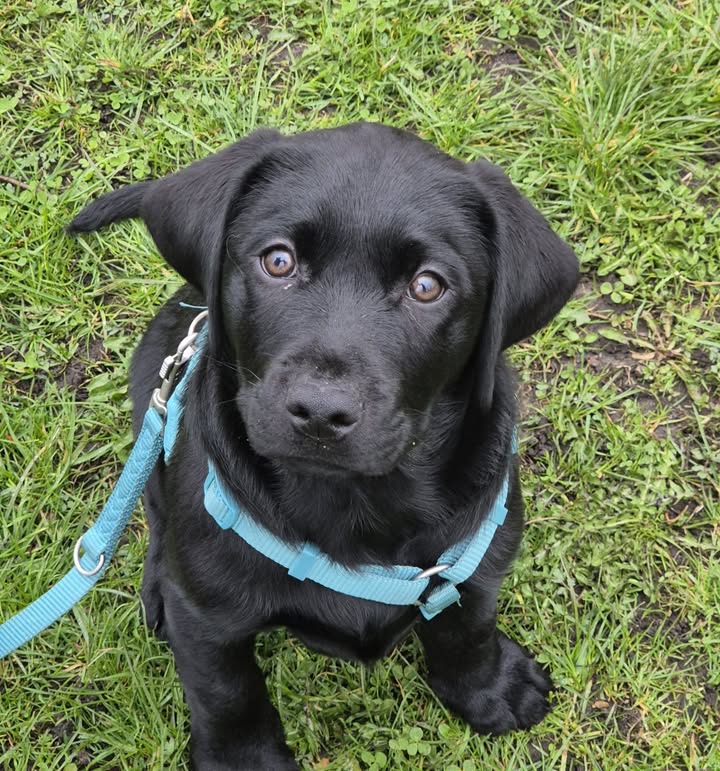 Hundeschule Rudelwelt