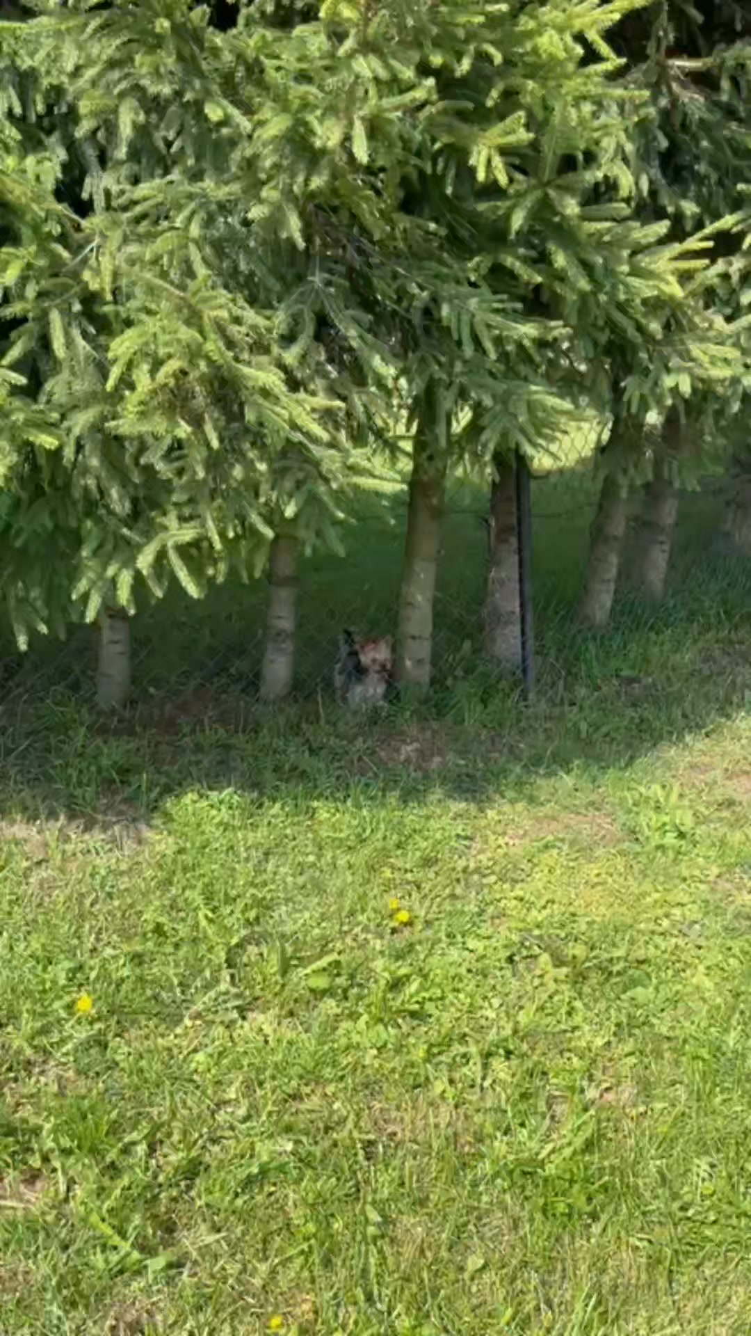 Hundeschule Rudelwelt